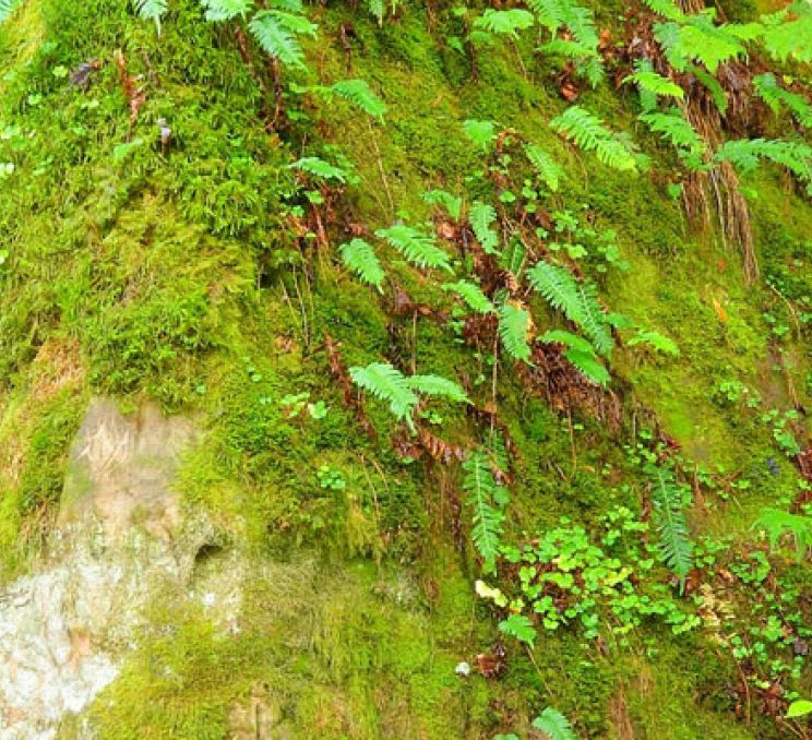 Līgatne Nature Trails